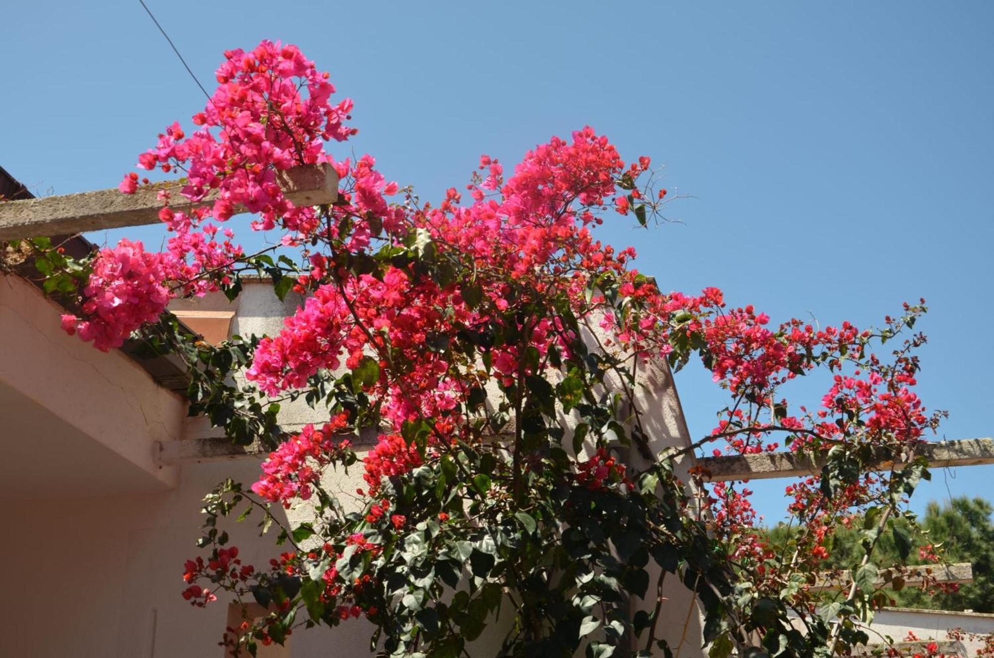 Villa Teti - Sicilia Кампофеличе-ди-Роччелла Экстерьер фото